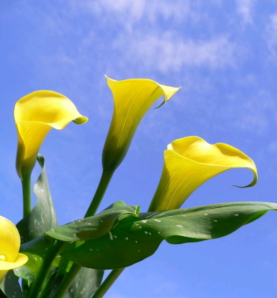 马蹄莲观赏内容,一盆马蹄莲