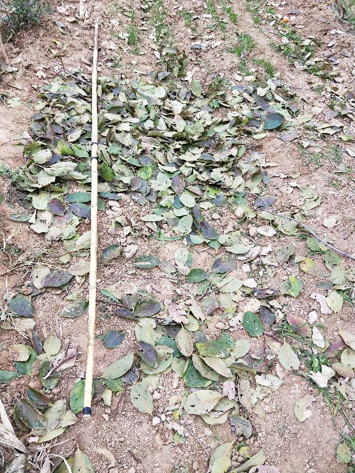 看农村是怎样采摘柿子的,采摘柿子全过程