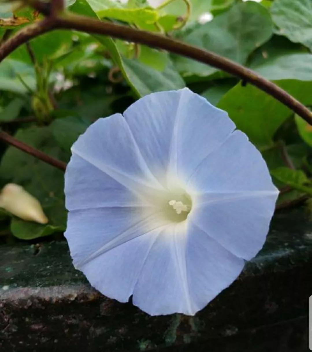 奇葩造型花：头上长草，心中有鬼，白月光。白天不开你非要晚上开