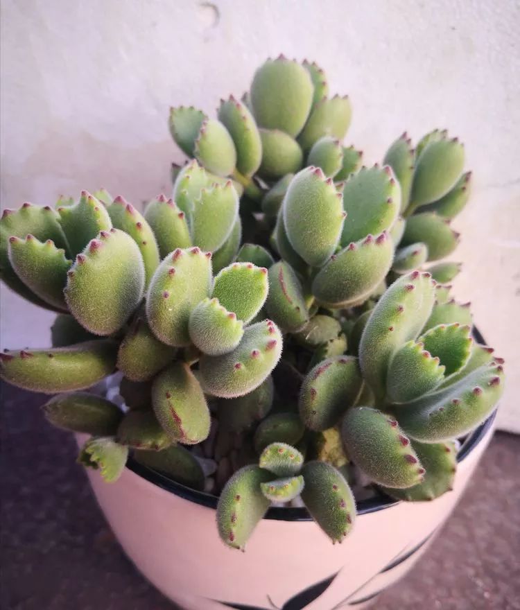 一花一叶一世界多肉,一花一世界多肉之美