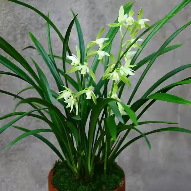 好看又好养的兰花有哪几种,推荐几款香味最好而且好养的兰花