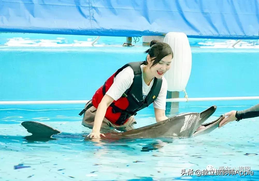 香港海洋公园自由行游玩攻略,香港旅游攻略香港海洋公园