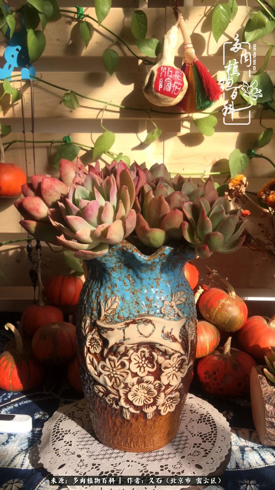 与多肉朝夕相伴的美好时光,多肉相伴人生无忧图片