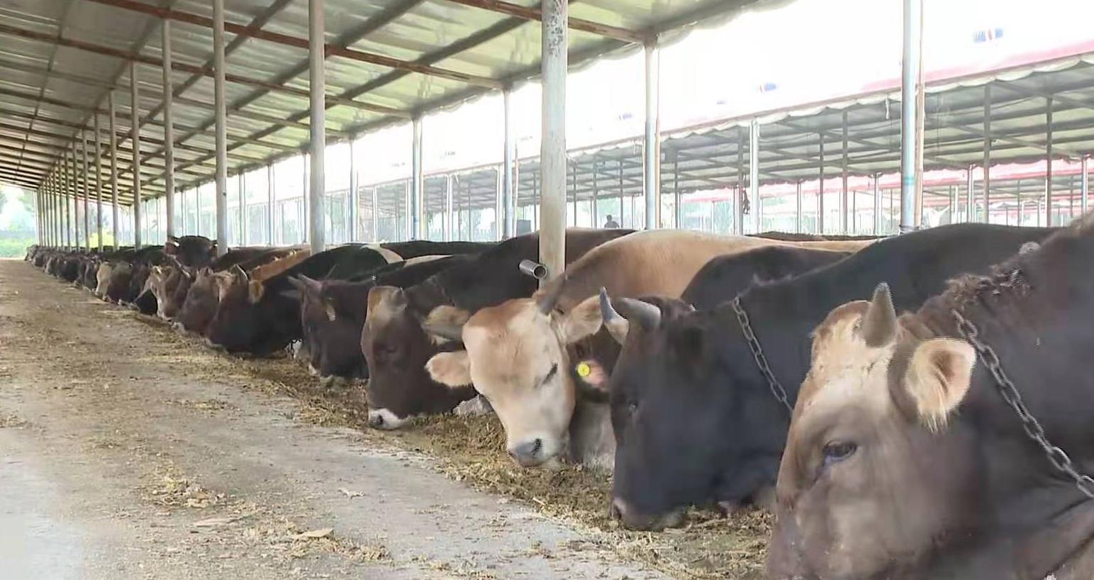 牛年到啦,牛年要来了吗