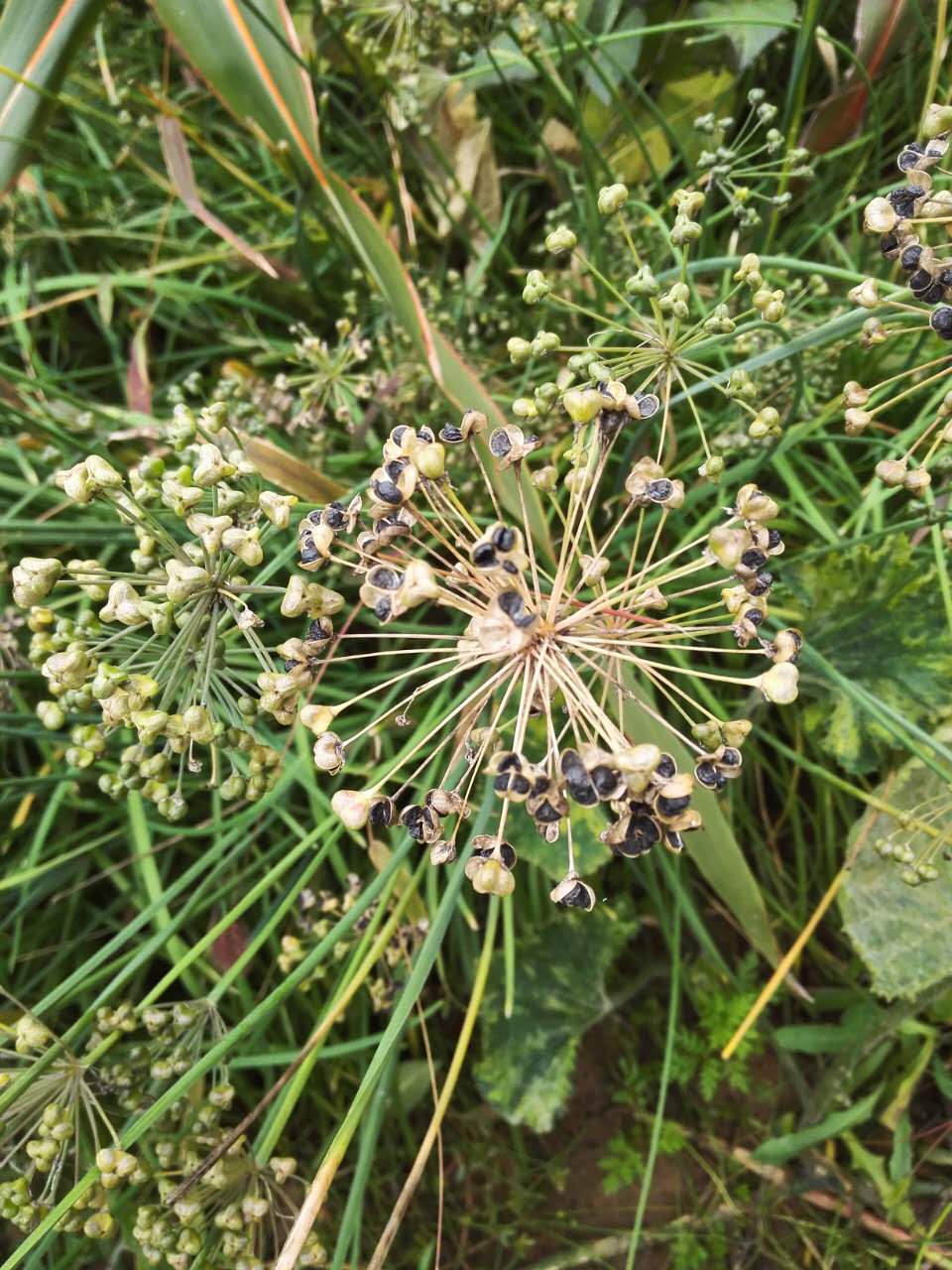 韭菜籽的功效与作用与主治,韭菜与韭菜子功效区别