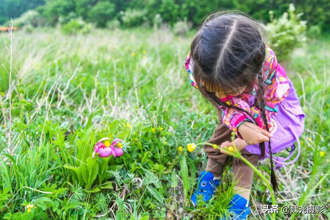 各个季节的野生兰花,北京百花山野生兰花图片