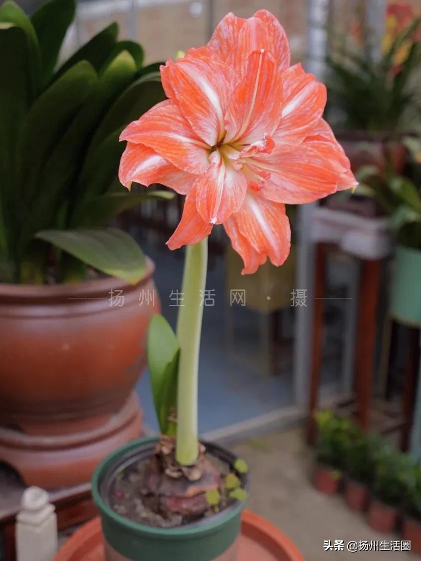 扬州花卉市场大全,扬州西区花卉市场