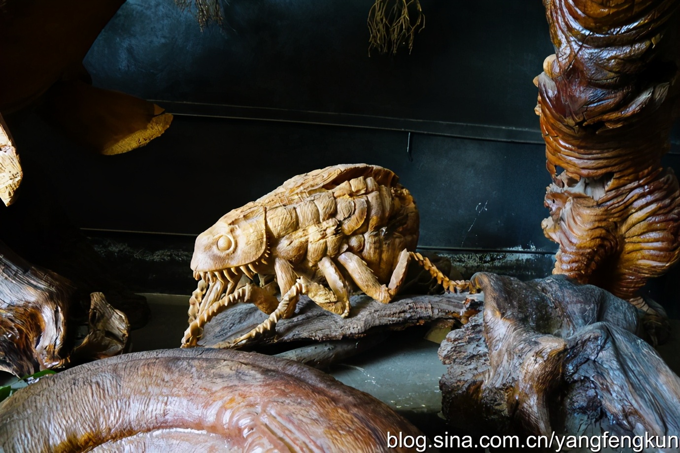 世界上最大的蜗牛介绍,全世界最大的蜗牛