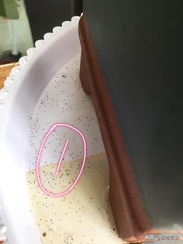 刚上盆的兰花叶子上有小黑点,兰花上盆时黑色的脏东西要清理吗