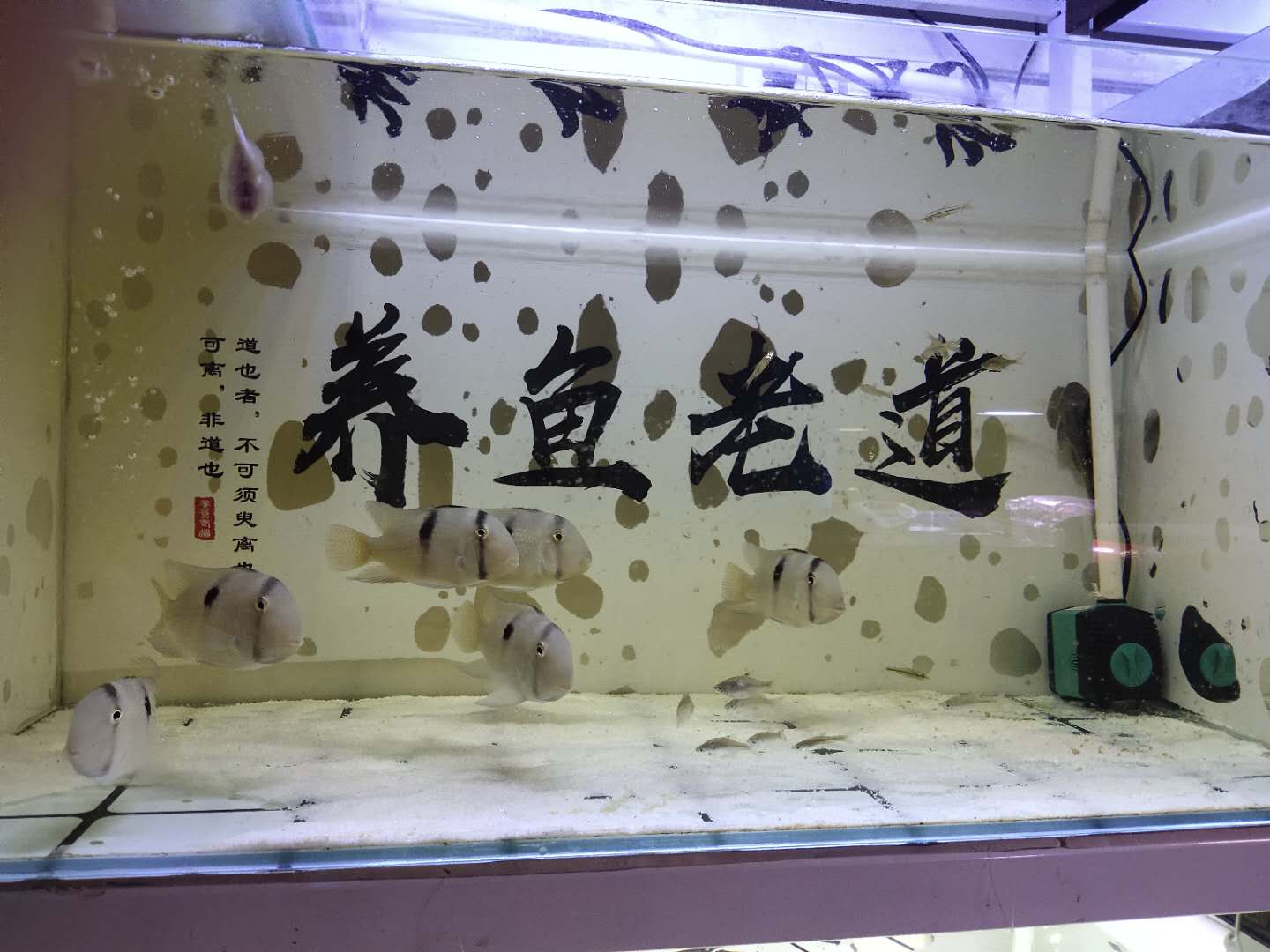 观赏鱼讲解新鱼如何入缸,新入缸的观赏鱼怎么看好坏