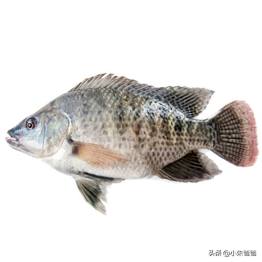 宝宝吃鱼的正确方法和注意事项,宝宝吃鱼更聪明这样吃才更健康