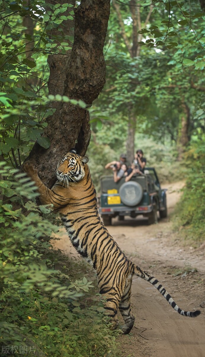 真正的野生老虎多可怕,为什么野生老虎处于危险中