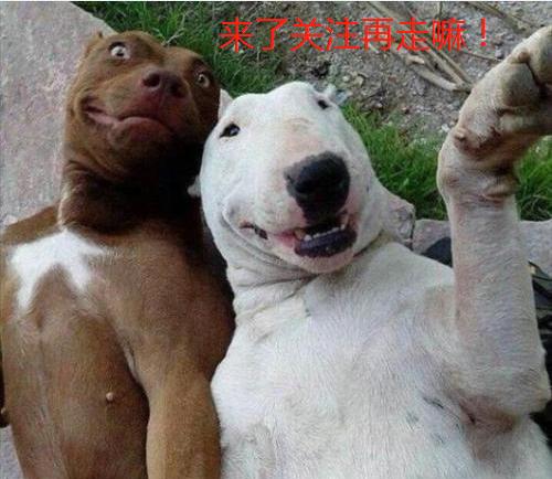 各品种犬最常见的遗传缺陷，在养待养的都看一下