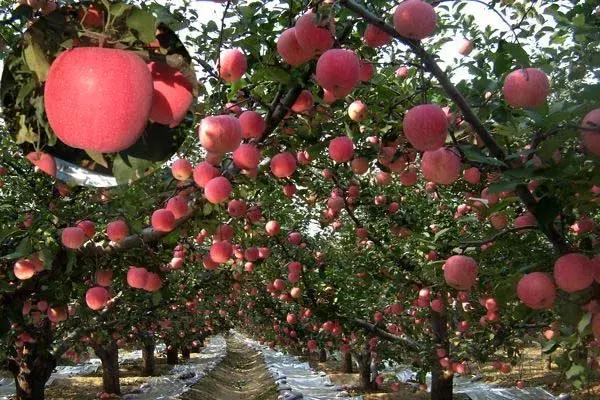 吃了这么多年的苹果竟然吃错了,好吃的苹果都有哪些品种