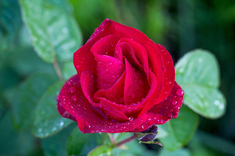 如何正确三招选定香薰，让家怡心怡情更添精致