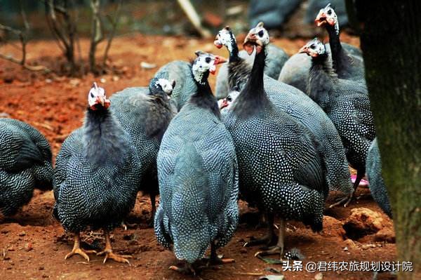 生态农庄创业养殖,小型农庄养殖经营模式