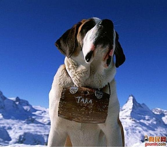 鐙楃嫍澶у叏鍙埍,鍙埍鐨勫皬鐙楃嫍閫佺粰鐖辩嫍浜哄＋