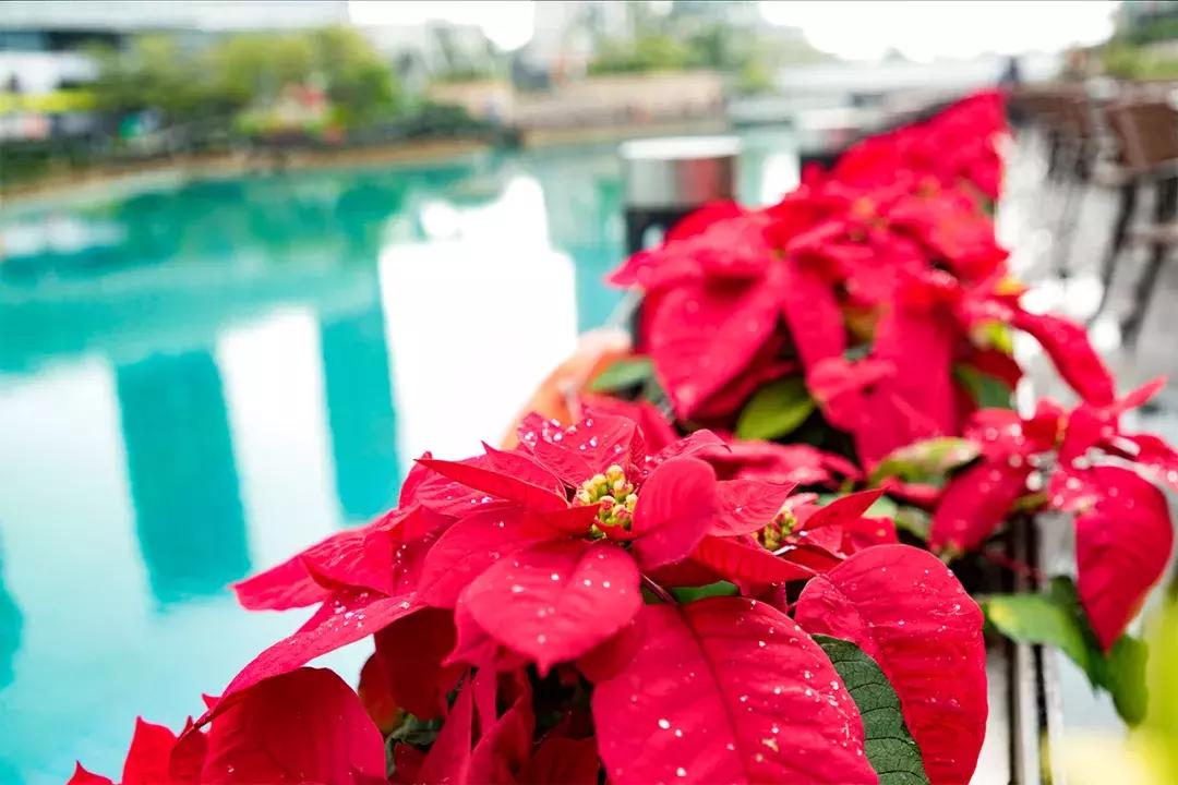 深圳十大一日游景点,深圳十大免费公园景点大全
