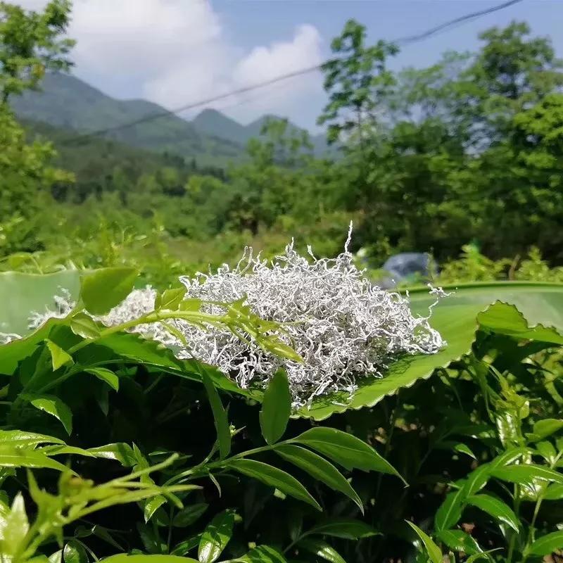 绿色认证张家界莓茶,张家界莓茶最好的是什么牌子