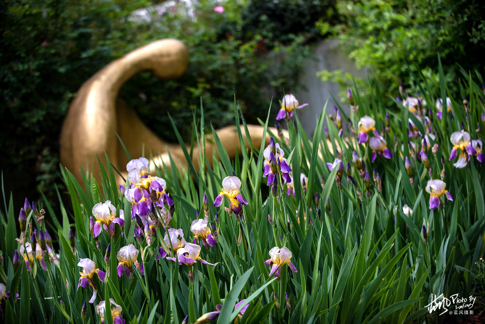 上海国际花展一览表,上海国际花展一览