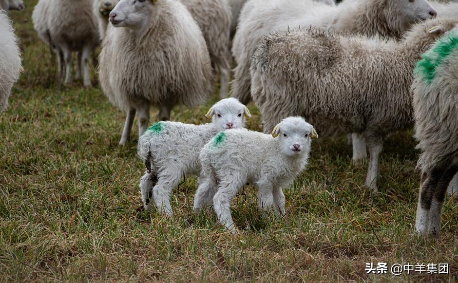 羊患有尿结石，这些方面要注意