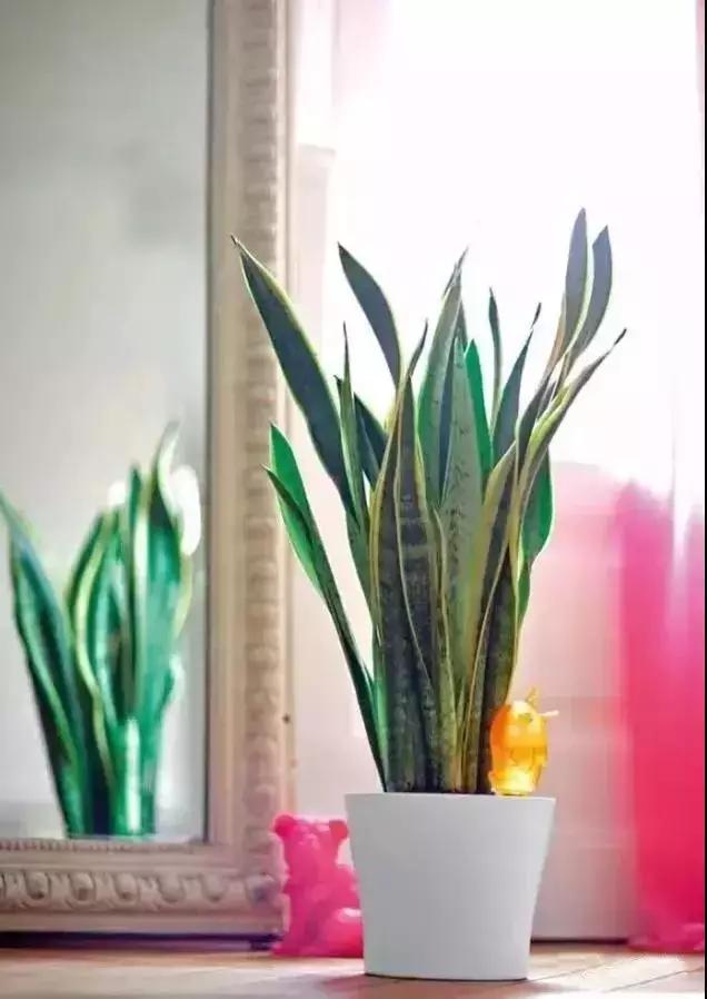 什么植物甲醛吸附好,房间里吸收甲醛的植物有哪些