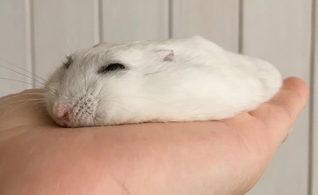 这位重庆妹子要和上百只仓鼠一起过鼠年，看来幸福非她莫“鼠”