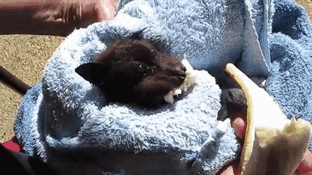 好危险！四川男子家中挂了三十只蝙蝠，消防员全副武装用火消杀