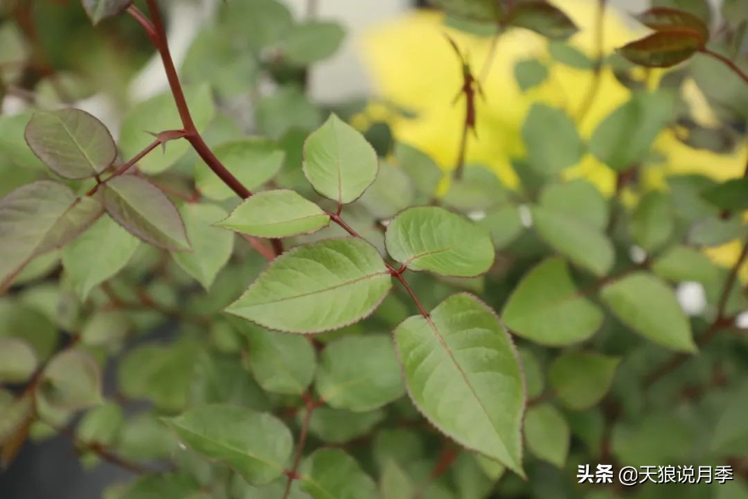 天狼说月季花苞着色后怎么用肥,天狼说月季冬季扦插月季的视频