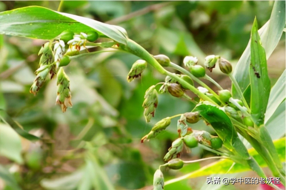 复方薏苡仁配方,薏苡仁为君药