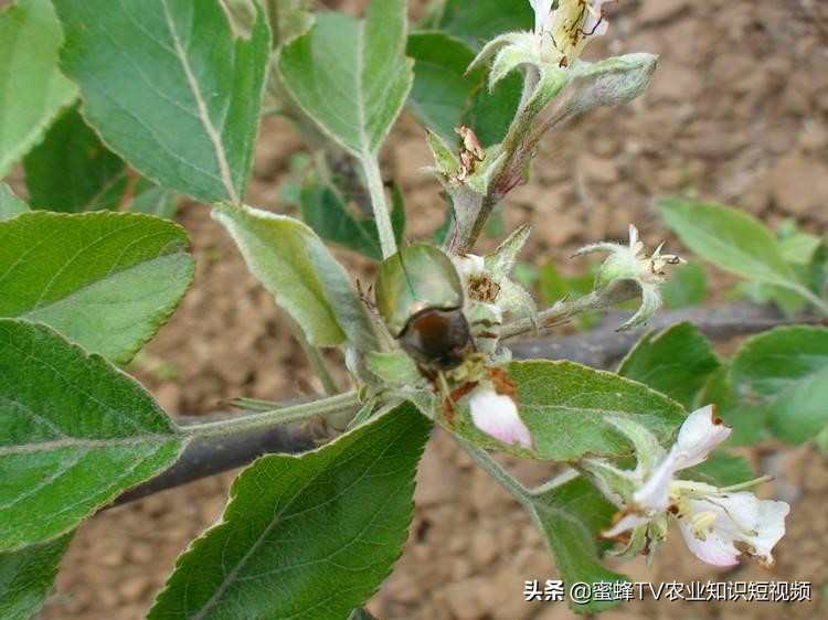 第一年樱桃树怎么预防金龟子,樱桃树怎么防金龟子