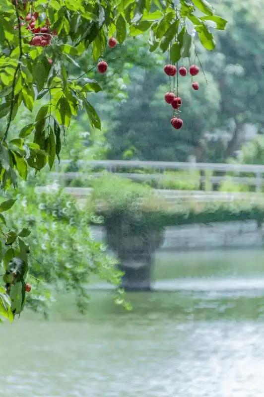 荔城无处不荔枝翻译,荔城无处无荔枝