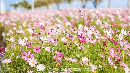 等疫情结束，珠海这些「小众打卡地」你一定要去！