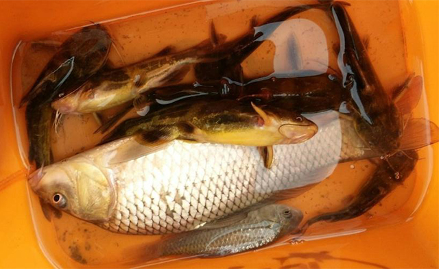 往往最简单的食材才是精华,往往最美味的却是最简单的食材