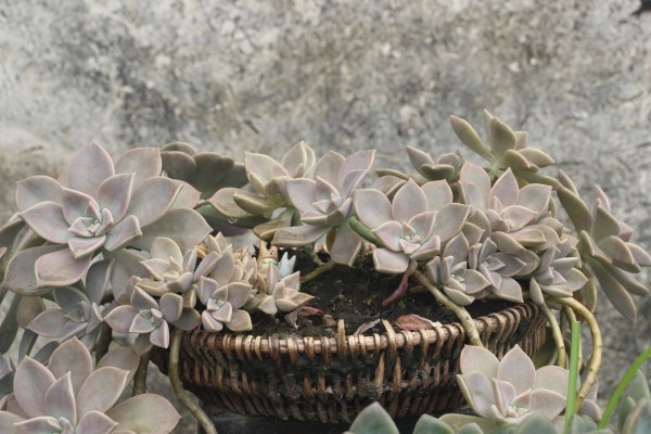 适合栽在庭院的多肉,庭院地栽多肉设计