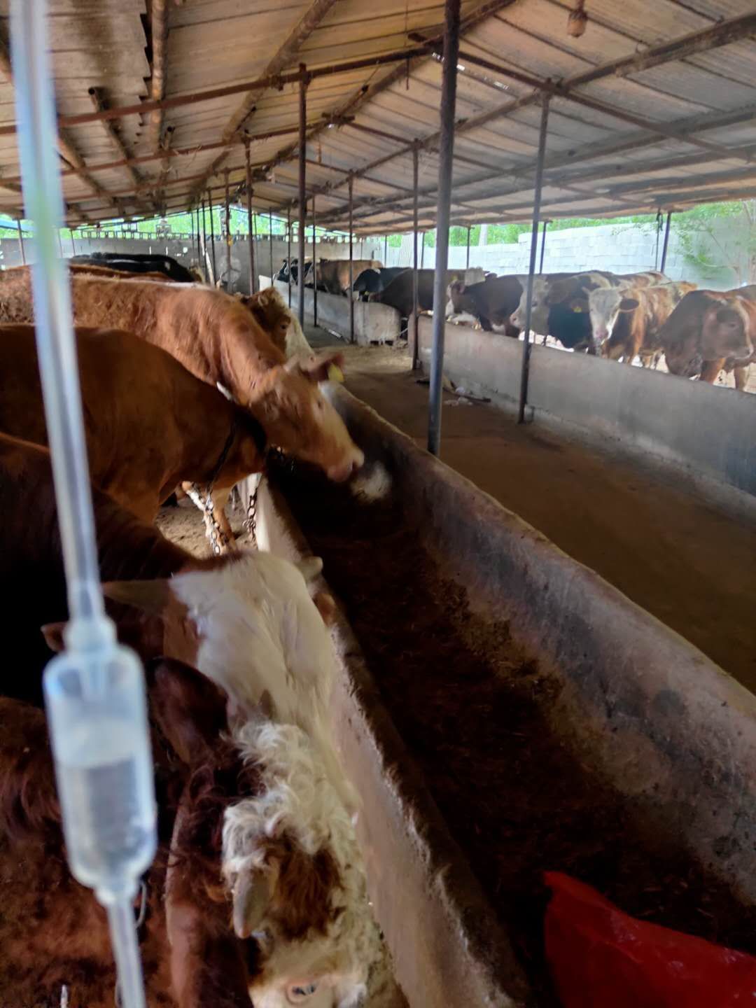 牛不吃草不反刍喂啤酒有用吗,牛不吃草不反刍发烧怎样治疗