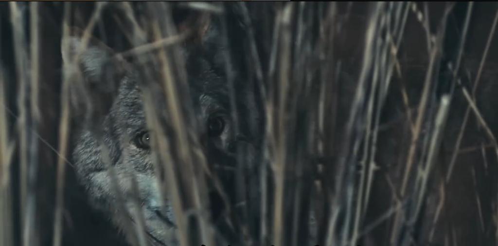 放羊老头跑了三天三夜,放羊老人和狼王