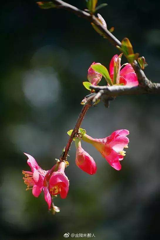 濡備綍鍖哄垎妯辫姳妗冭姳姊ㄨ姳鏉忚姳娴锋,妯辫姳妗冭姳鏉庤姳鏉忚姳濡備綍鍖哄垎