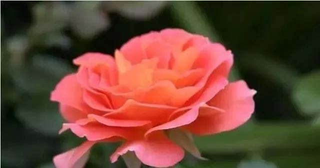 一万年一次的2020520；一起认识100种玫瑰~别送错啊