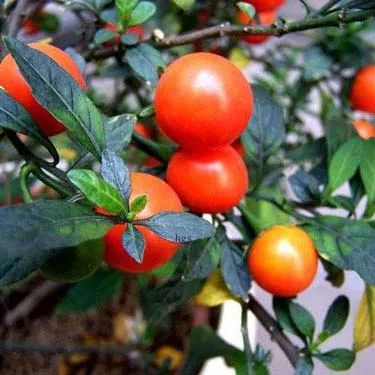 全部金木水火土五行五系植物介绍,五种植物代表五行