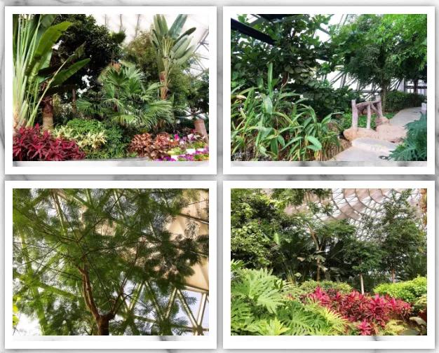 藏不住了！国庆节苏州这片花海美哭了！大人小孩玩到不想走