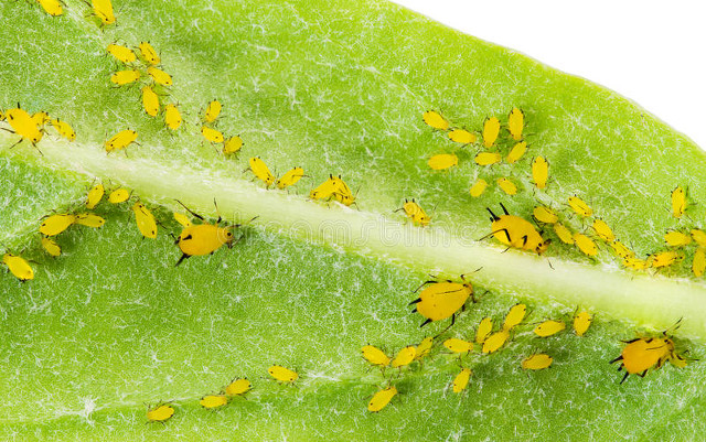 治蚜虫用什么农药最好用,蚜虫怎么灭杀用什么农药最有效