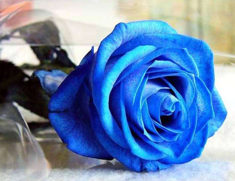 蓝颜知己是什么意思,红颜知己和蓝颜知己怎么解释