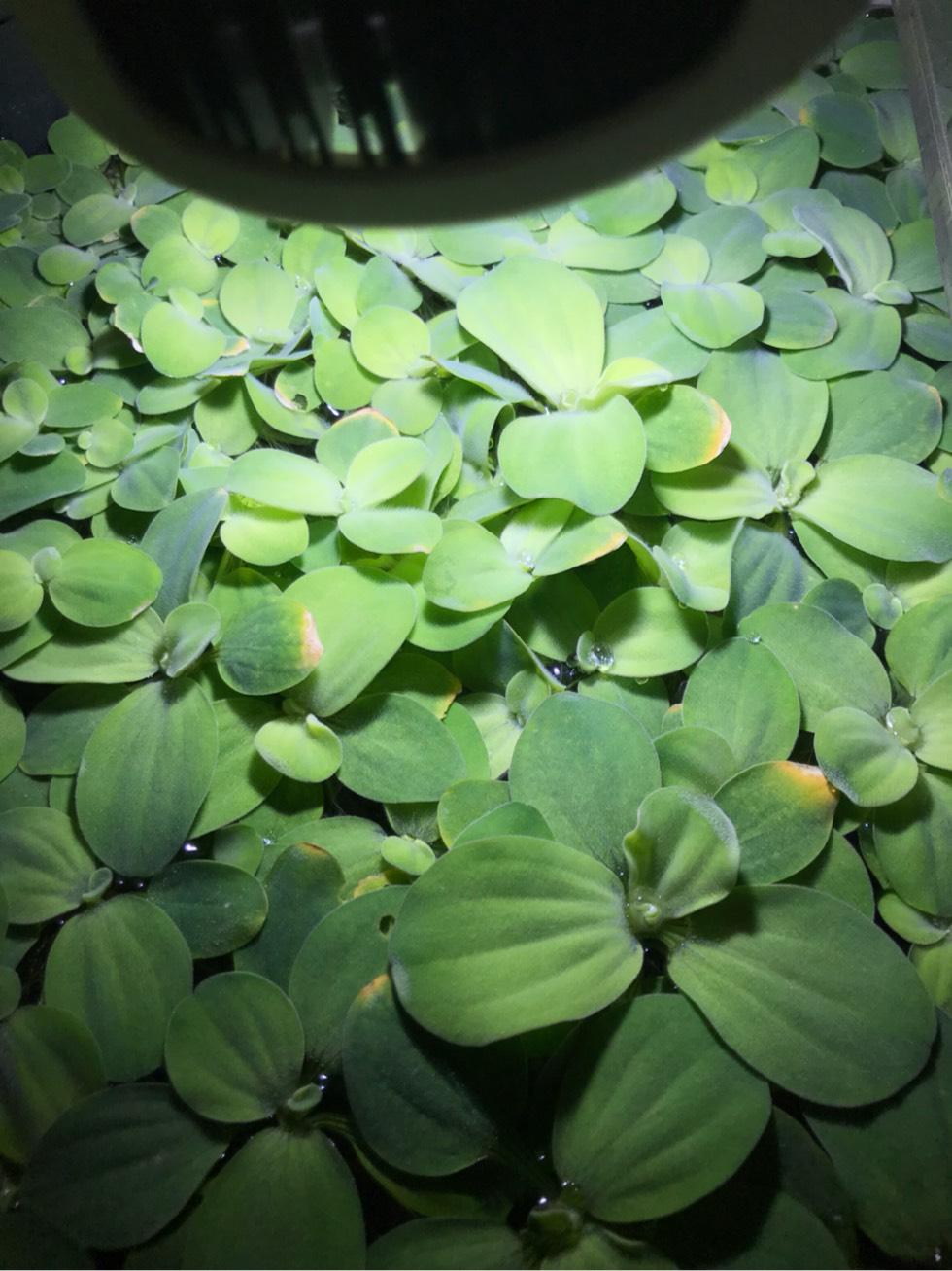 鱼缸小鱼太孤单，给上几株水芙蓉！净化水质鱼儿开心，怎么养？