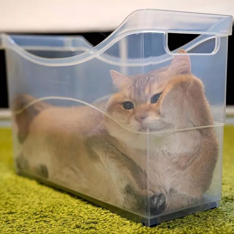 为啥猫是液体的,猫咪是液体猪吗