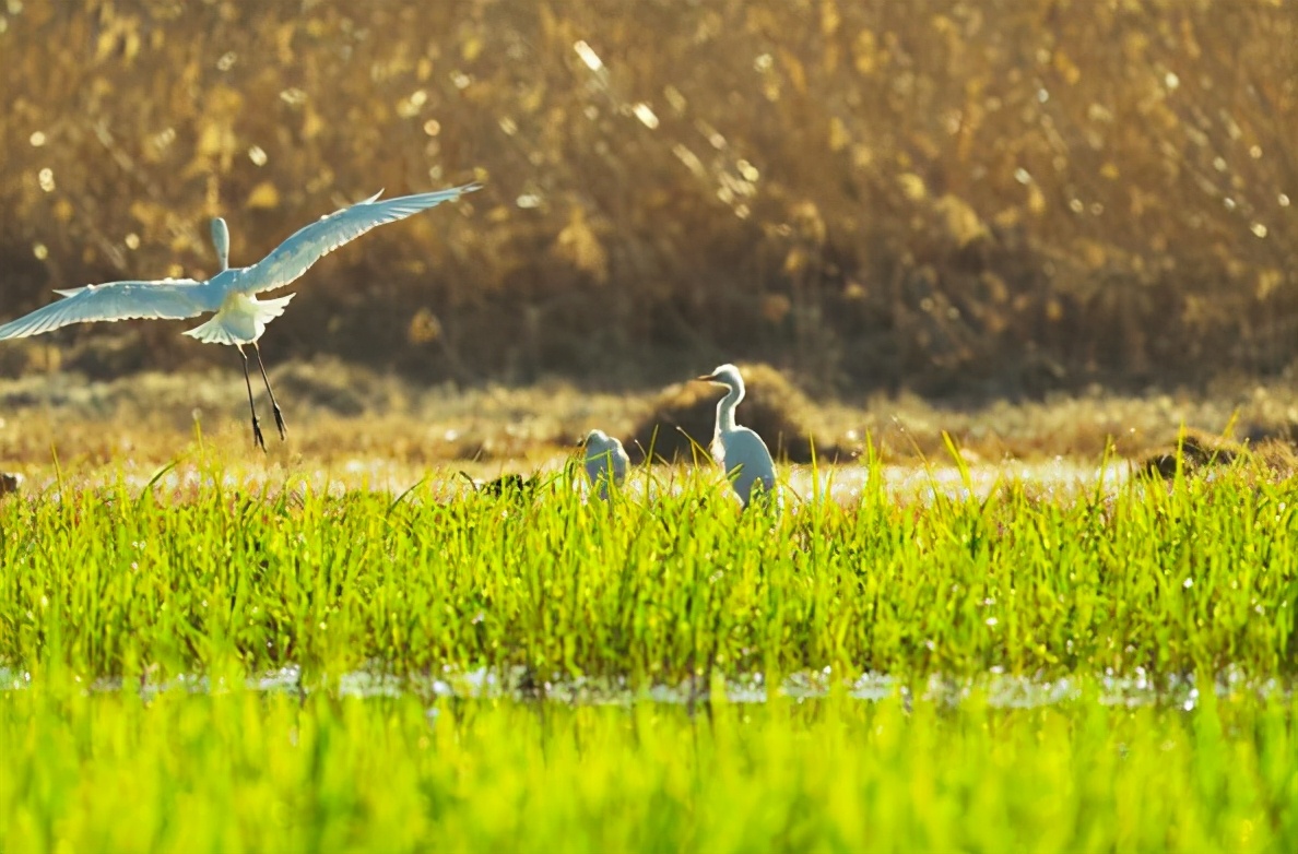 古诗里的春天43篇,春天古诗名句和赏析