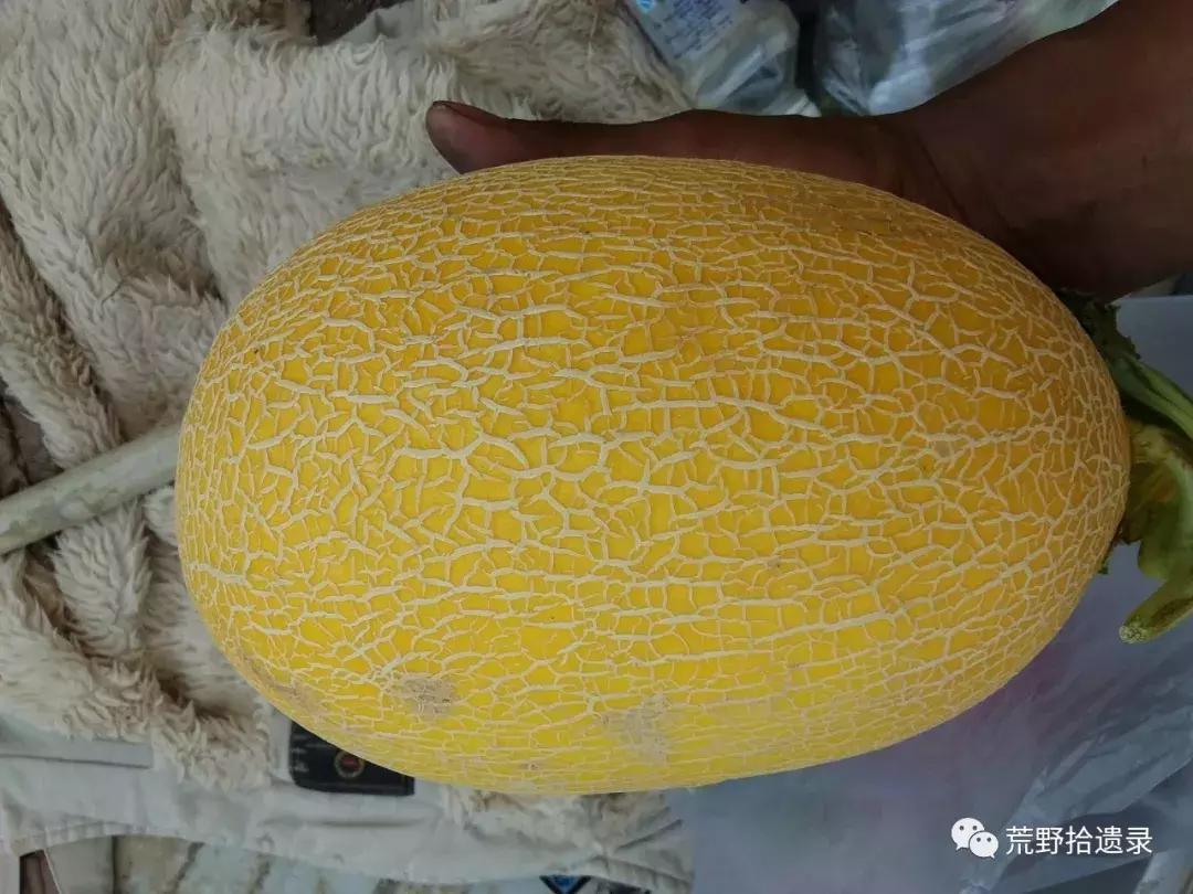 四川适合种植哈密瓜甜瓜品种,甜瓜种植技术新疆哈密瓜