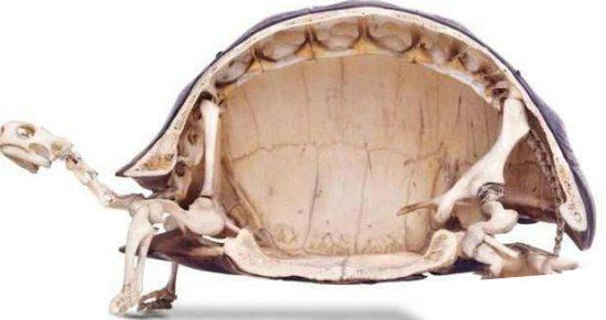 龟的种类介绍及图片名称,一文了解龟的内部结构图