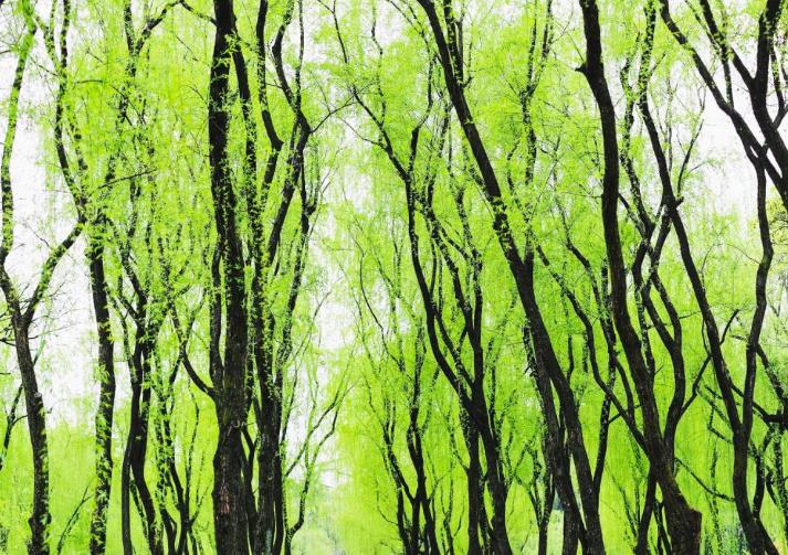 贺知章为何要写咏柳这首诗,贺知章诗大全100首