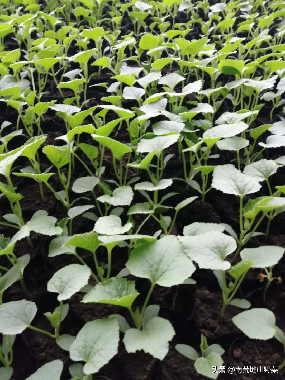 大棚蔬菜根部长虫怎么治,大棚长虫怎么治疗